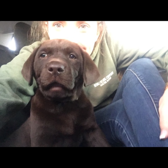 Meet your Posher, Savannah - Picture 1 of 1